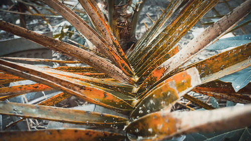 Full frame shot of plants and trees during winter