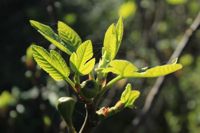 Close-up of green leaves