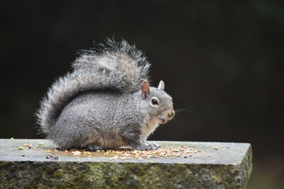 Squirrel close up