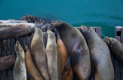 High angle view of sea lions relaxing on boardwalk