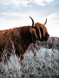 Horse in a field