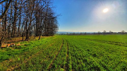 Scenic view of agricultural field against sky