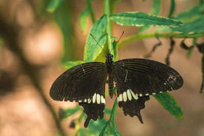 Butterfly on leaf