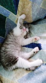 Close-up of cat sitting on blanket