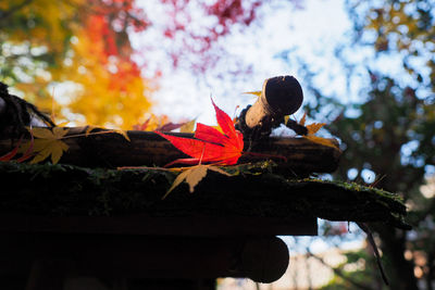 Low angle view of maple leaves on tree