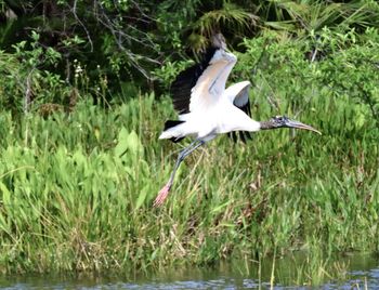 View of a bird flying over lake