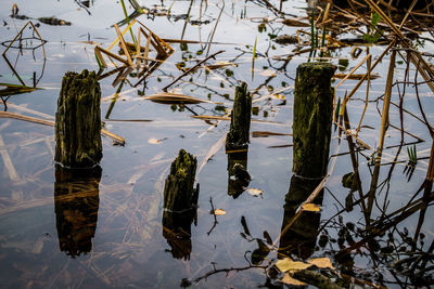 Reflection of trees in lake