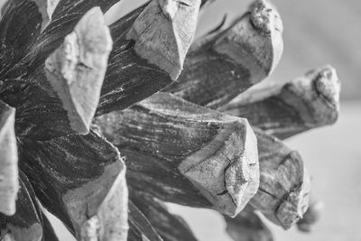 Close-up of leaves against blurred background