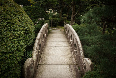 Boardwalk amidst plants and trees