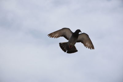 Low angle view of bird flying in sky