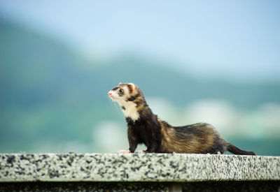 Side view of ferret on retaining wall