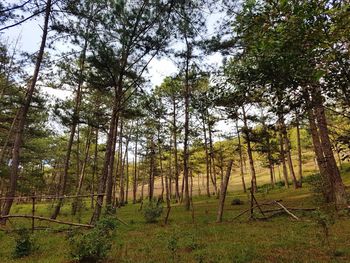 Trees in forest against sky