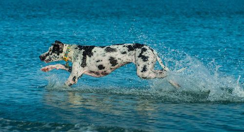 Dog running in a sea