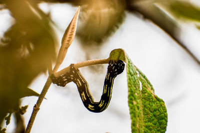 Close-up of plant and caterpillar 