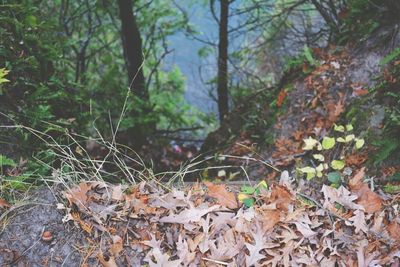 Fallen leaves in forest