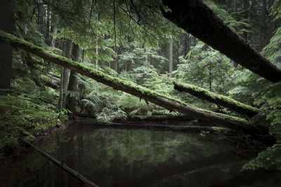 Trees in forest