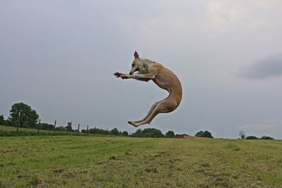 Dog jumping on field against sky