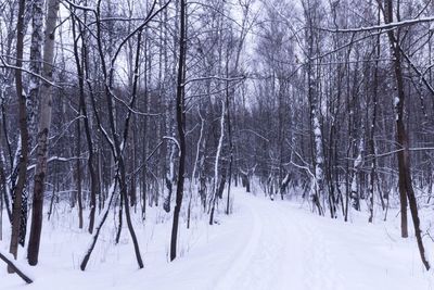 Bare trees on snow covered land during winter