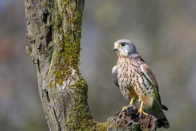 Male kestrel, falco tinnunculus, perched on a tree stump