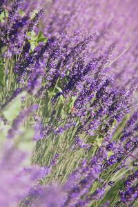 Close-up of lavender blooming on field