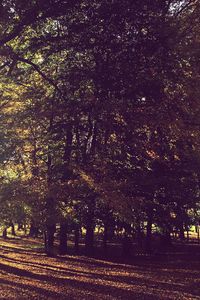 Trees on landscape during autumn