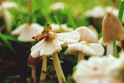 Closeup of grasshopper sitting on mushroom