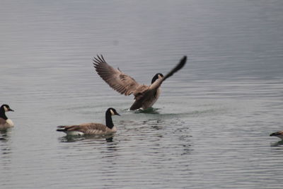 Ducks swimming in lake