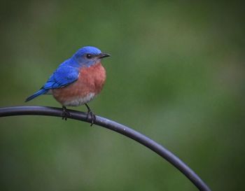 Close-up of bird perching on branch