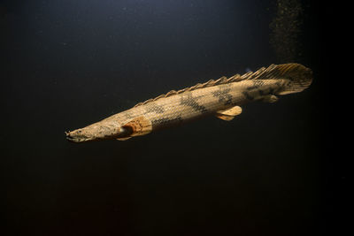 View of turtle swimming in sea