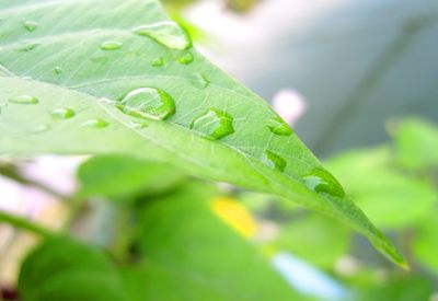 Close-up of wet plant leaves