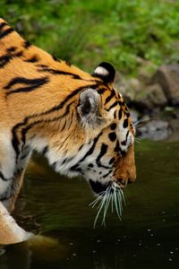 Side view of tiger in pond