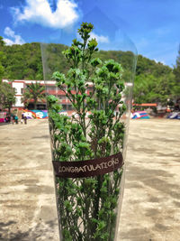 Potted plants on street in city against sky