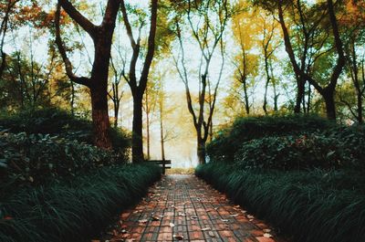 Narrow walkway along trees