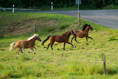 Horses in a field