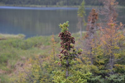Close-up of flowering plant on field