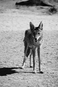 Coyote in the desert