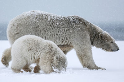 View of two sheep on snow