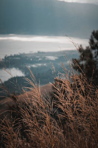 Close-up of grass by sea against sky