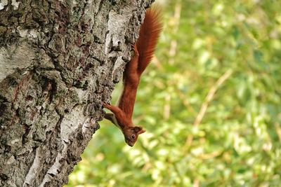Close-up of squirrel on tree trunk