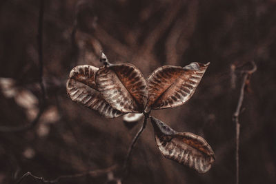 Close-up of butterfly on dry leaf