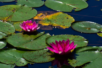 Lotus water lily in pond