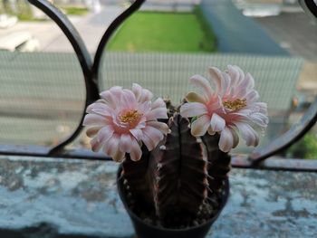 Close-up of pink flower pot