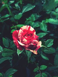 Close-up of red rose