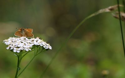 Close-up of white flower