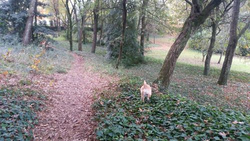 Dog in forest