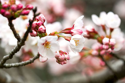 Close-up of pink cherry blossoms