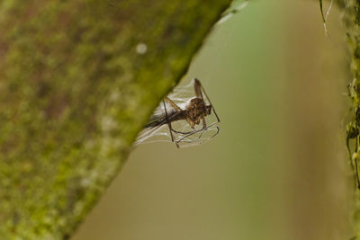 Close-up of spider