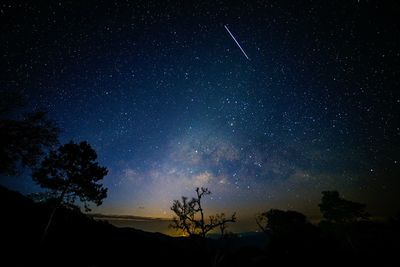 Low angle view of trees against star field