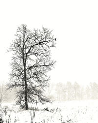 Bare tree on snow covered field against clear sky