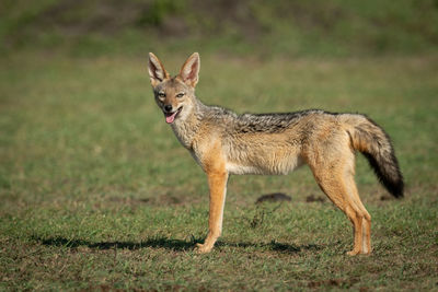 Black-baked jackal stands on grass opening mouth